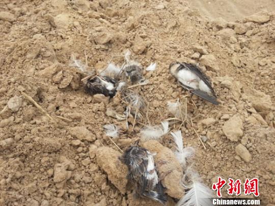 崖沙燕巢穴被毁,幼鸟尸体横陈。 王帅摄