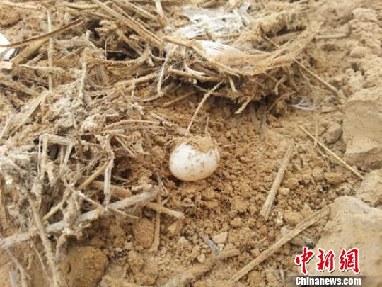 崖沙燕巢穴被毁,掉落的鸟毛和尚未孵化的鸟蛋随处可见。 王帅摄