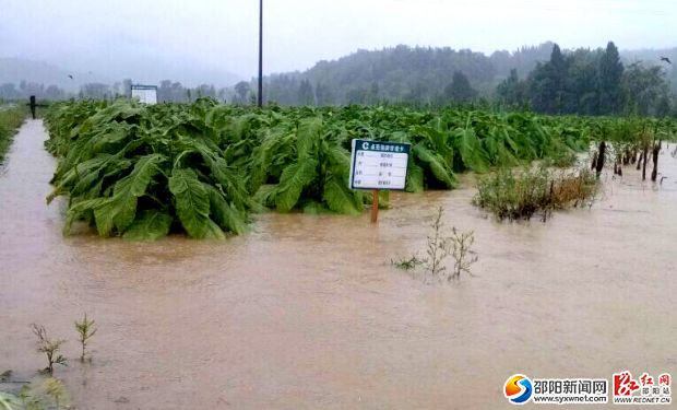 隆回县横板桥东南村烤烟被淹