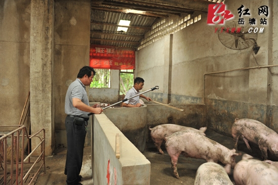 湘潭市第二季度“瘦肉精”拉网排查检测在岳塘区启动