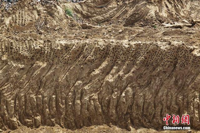 郑州万燕筑巢遭“强拆” 上千沙燕“家破鸟亡”