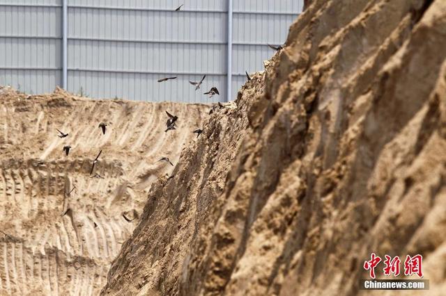 郑州万燕筑巢遭“强拆” 上千沙燕“家破鸟亡”