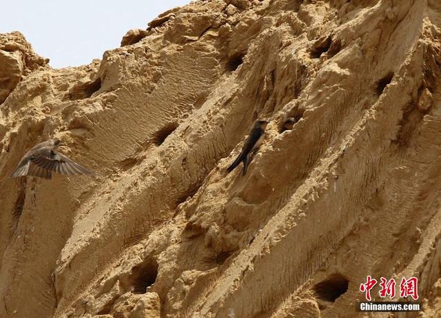 郑州万燕筑巢遭“强拆” 上千沙燕“家破鸟亡”