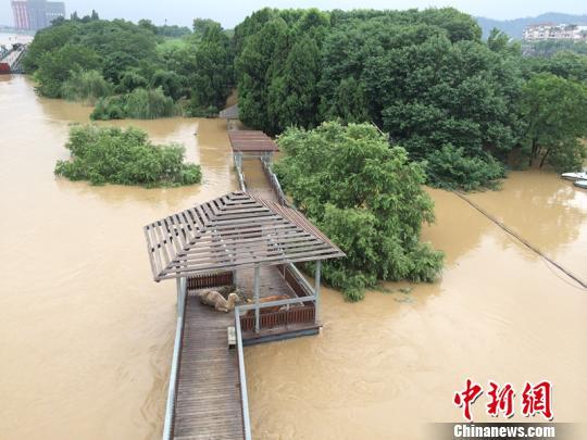 浙江兰溪主城区因暴雨被淹 江心公园成“孤岛”