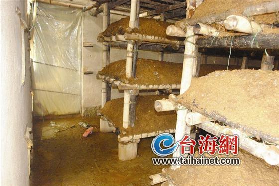 一家3口在蘑菇房窒息死亡 因蘑菇发酵散发毒气(图)