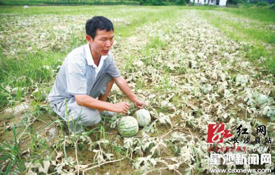 洪水过后 长沙县千亩蔬菜损失严重