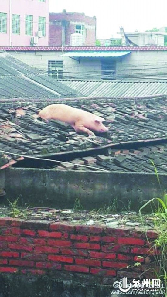 屠宰点生猪为求生逃上屋顶走红 已被宰杀(图)
