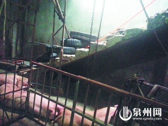 屠宰点生猪为求生逃上屋顶走红 已被宰杀(图)