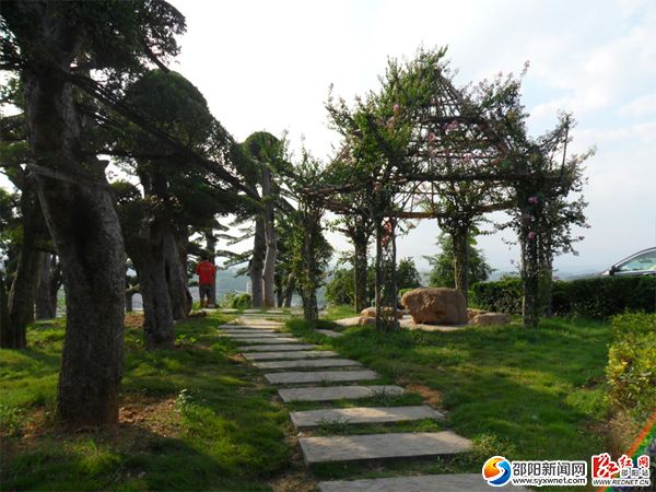 香樟树
