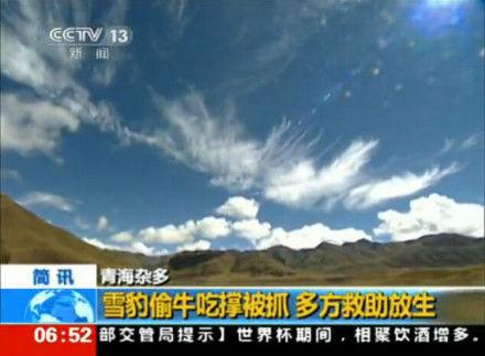 青海一只雪豹闯进牧民家牛圈里偷吃小牛