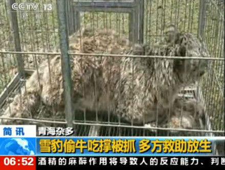 青海一只雪豹闯进牧民家牛圈里偷吃小牛