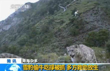 青海一只雪豹闯进牧民家牛圈里偷吃小牛