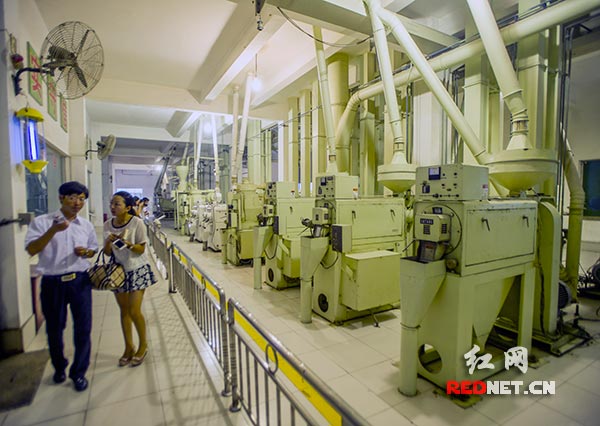 湖南粮油健康生态行采访团记者见证优质大米的生产过程。