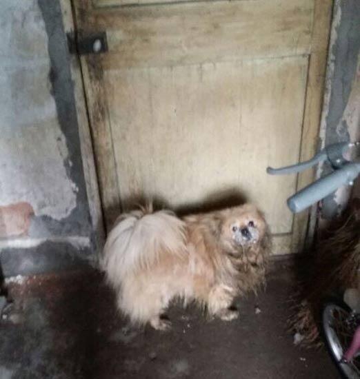 “80后”女生保护动物搬入狗房 成立1年搬迁6次