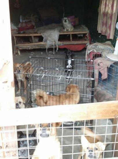 “80后”女生保护动物搬入狗房 成立1年搬迁6次