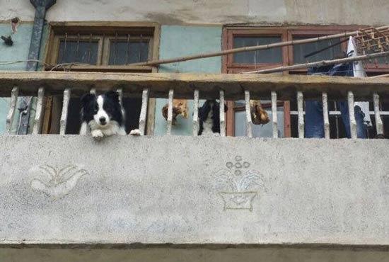 “80后”女生保护动物搬入狗房 成立1年搬迁6次