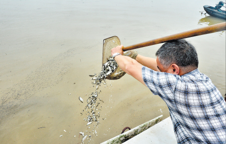 600万尾鱼苗放流湘江 主要为青草鲢鳙四大家