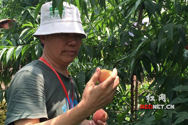 老人们在桃园摘鲜桃