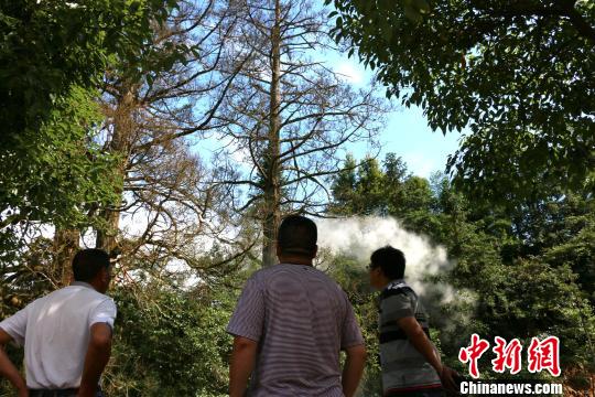 福建400余亩柳杉遭虫害吞噬600年古树被啃光叶子