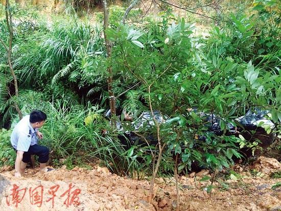 轿车坠沟无人理 司机6小时后现身:回家洗澡去了