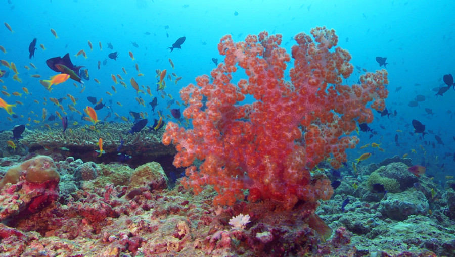 《南海南海》水下拍摄