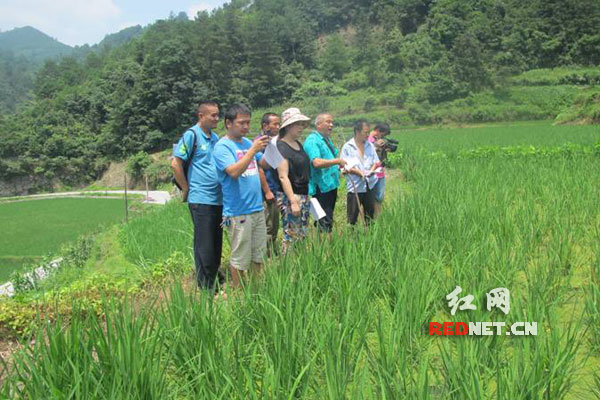 技术人员深入田间为村民现场讲解防治技术