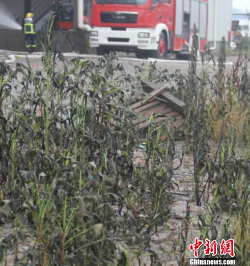 图为氨泄露公司附近的草。 佚名 摄