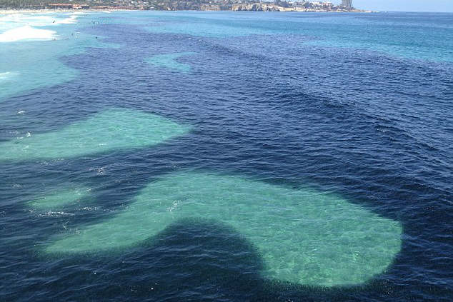 美国出现大批凤尾鱼 海洋酷似遭到石油污染