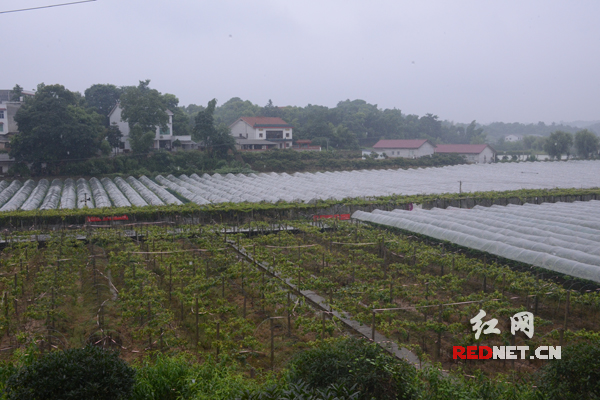 长沙滴翠山庄1000多亩葡萄园，受天气影响，休闲游玩人数相比去年同期锐减。