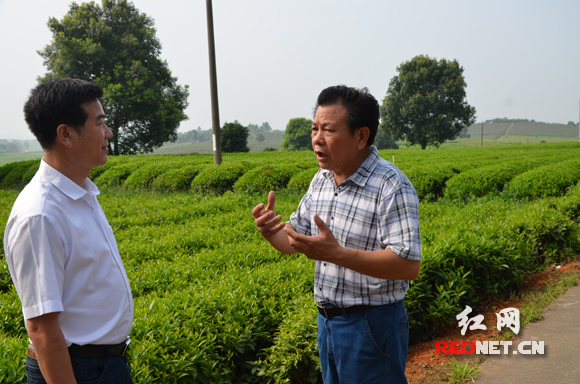 银峰茶业承包的茶园。张晚魁[右]就土地租金问题，与银峰茶业董事长熊鼎新交涉。