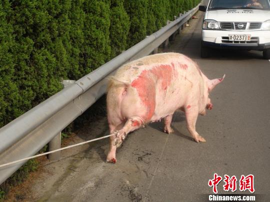屠夫驾运猪车1年两次翻车带伤“二师兄”高速狂奔