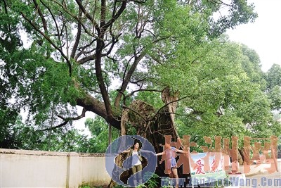 “老庚”古樟“哥俩”好。 黎世伟 谢慧 摄