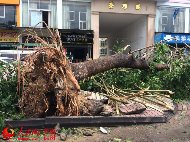 大树被连根拔起