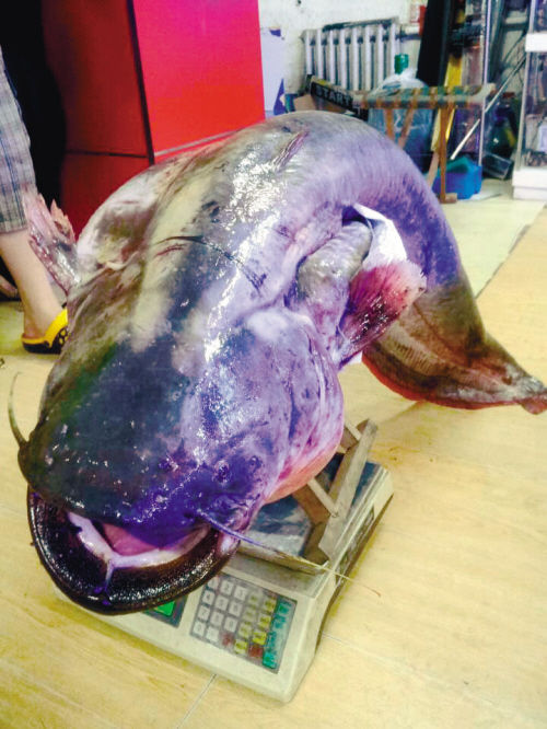 男子钓上92斤重鲶鱼 称肉质细腻鱼肉很肥(图)