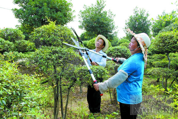 湖南月意生态公司的荷塘基地内，工人在修剪树枝。曾明辉 摄