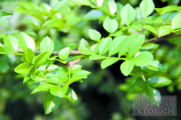 基地内生长的榆树 曾明辉 摄