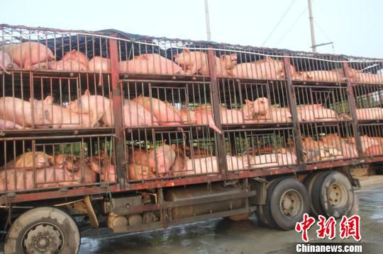 二广高速襄阳段追尾百余头生猪“淋浴”降温（图）