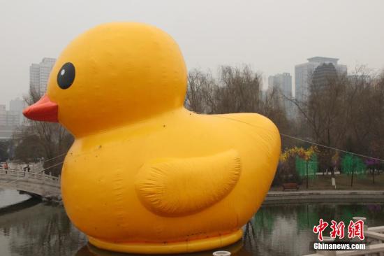 图为亮相中国西安博物院的黄鸭。阿琳娜 摄
