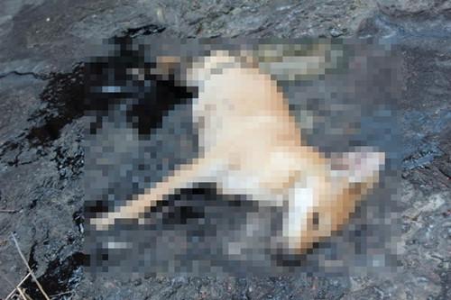 高雄一只狗被黏在沥青上无法脱困，日晒而死。取自台湾“东森新闻云”网站/高雄市关怀流浪动物协会供图