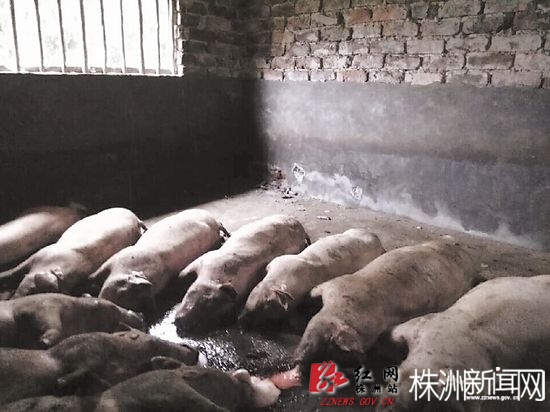 前天，茶陵县一养猪场遭雷击，造成生猪被雷劈死