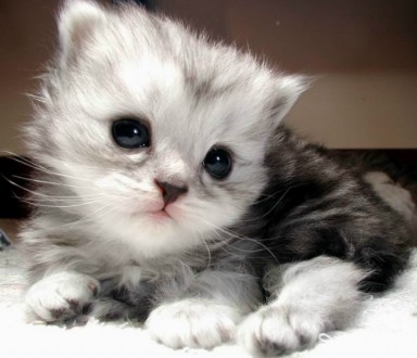 资料图：猫。