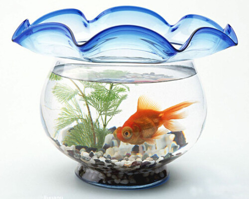 办公室鱼缸摆放风水 正确的摆放助你升值加薪
