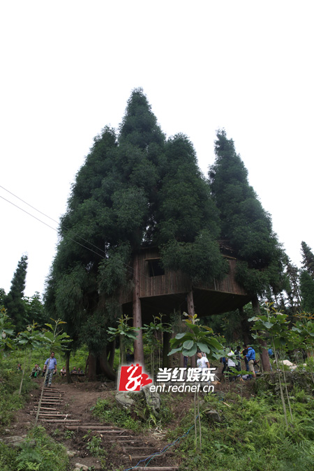 爸爸萌娃们这回要住树屋