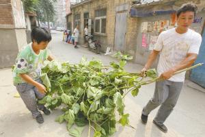 楼顶长出一片泡桐树拱裂屋顶 越砍越茂盛(图)