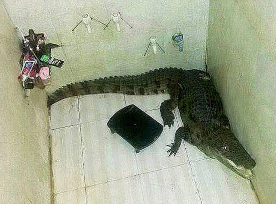 一条野生鳄鱼藏进了印度一名男子的家中。