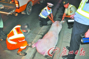 众人合力才将“二师兄”制服。