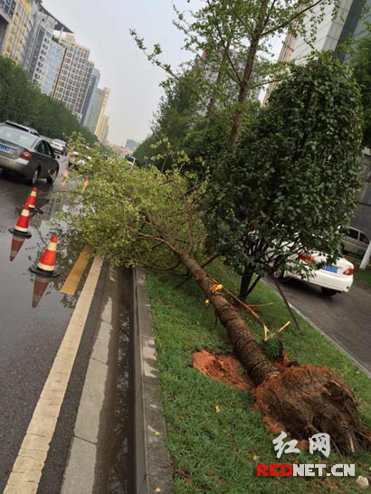 突降暴雨，芙蓉中路绿化道上十余米高的银杏树被不幸刮倒。