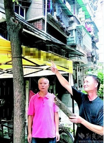 街坊现场“还原”老李坠树过程，图中打圈处为树枝断裂部位