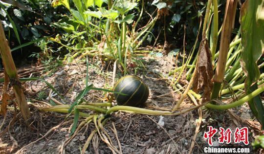 胡义明家玉米地里这样的奇特南瓜只长出了2个 陈勇摄