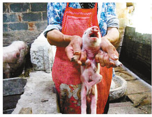 母猪生出一头8条腿小猪 专家疑是基因突变(图)